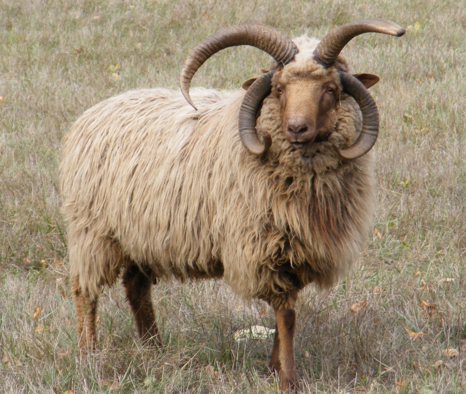 Image result for navajo churro sheep
